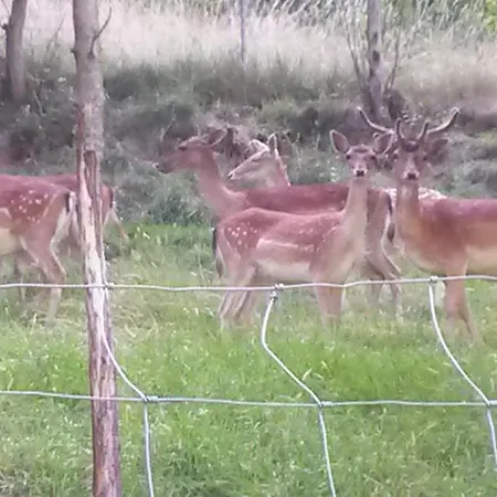 Apartment Blockhaus-ferienwohnung Oppenau